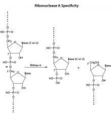 РНК-аза А (DNase-free), AppliChem, 250 мг