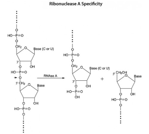 РНК-аза А (DNase-free), AppliChem, 250 мг