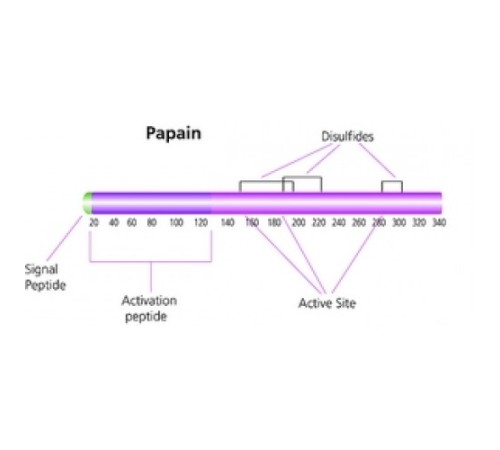 Папаин из сырого порошка латекса папайи, 1,5-10 мкг / мг твердого вещества Sigma P3375