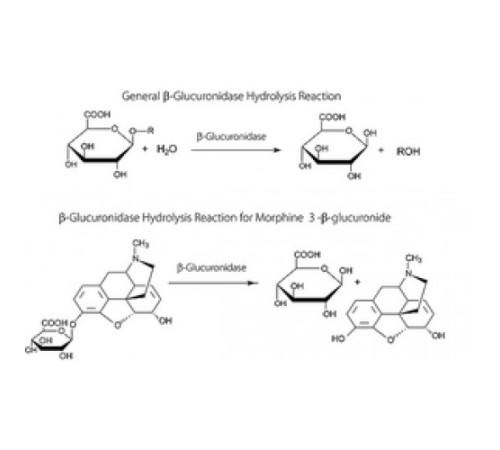 -Глюкуронидаза из Escherichia coli  20 000 единиц / мг белка, рекомбинантный, экспрессированный в E. штамм, продуцирующий кишечную палочку, лиофилизированный порошок Sigma G8420