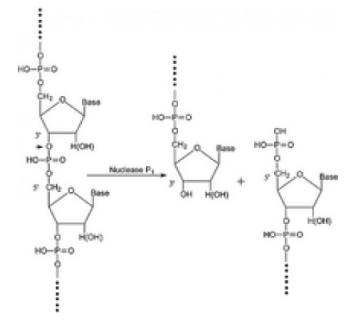 Нуклеаза P1 из лиофилизированного пенициллия цитрина порошка, 200 мкг / мг белка (E1% / 280, 3'-5'-фосфодиэстераза) Sigma N8630