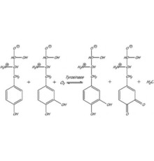 Тирозиназа из лиофилизированного порошка грибов, 1000 мкЕ / мг твердого вещества Sigma T3824