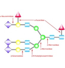 Нейраминидаза из Clostridium perfringens (C. welchii) Тип VIII, лиофилизированный порошок, 10-20 мкг / мг белка (с использованием 4MU-NANA), 3,5-8,0 мкг / мг белка (муцин) Sigma N5631