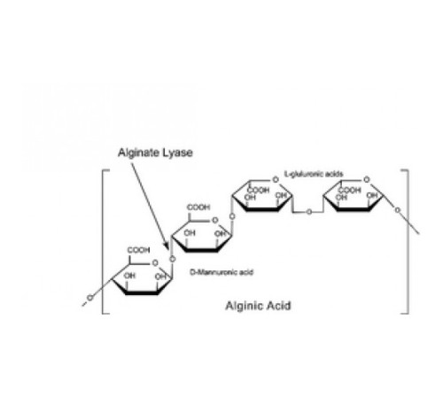 Порошок альгинат-лиазы, 10000 Единиц / г твердого вещества Sigma A1603