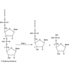 Фосфодиэстераза I из Crotalus adamanteusvenom типа VI, неочищенный высушенный яд, 0,01 мкл / мг твердого вещества Sigma P3134