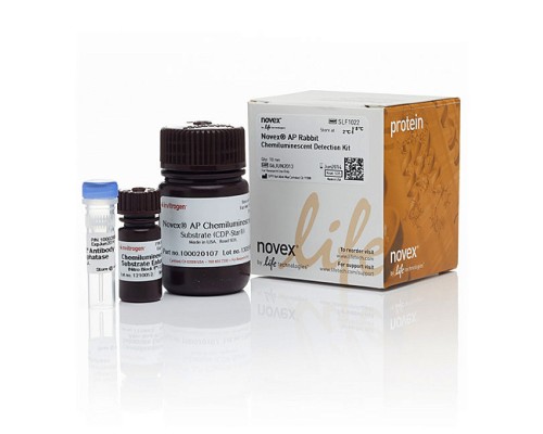 Набор реагентов Novex AP Rabbit для хемилюминесцентной детекции, со вторичными антителами к антителам кролика, 1 набор, Thermo FS