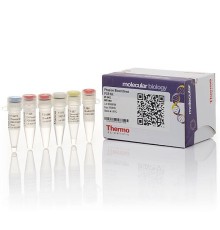 Набор для проведения прямой ПЦР Phusion Blood Direct PCR Kit из цельной крови без предварительного выделения ДНК, Thermo FS